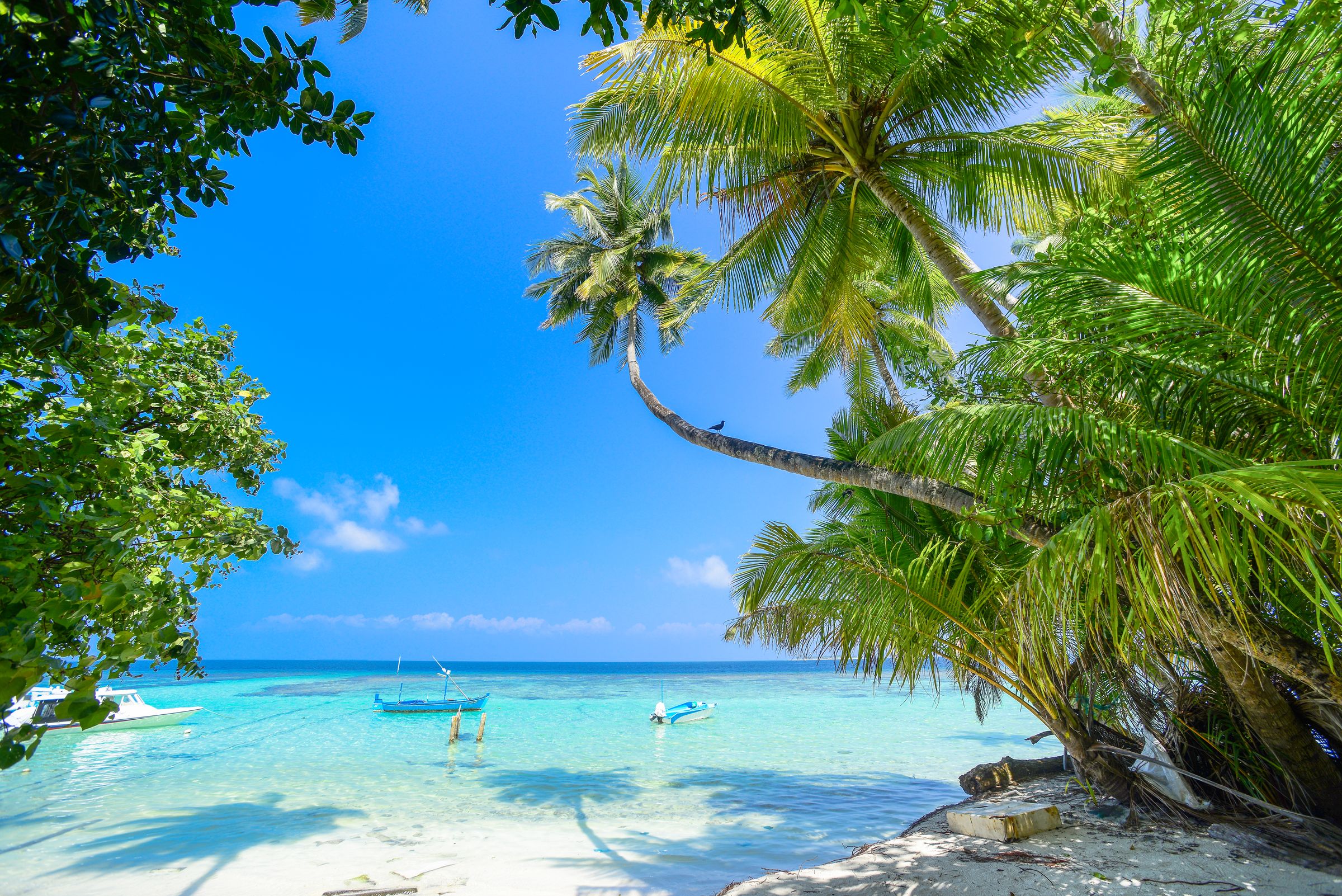 Turquoise tropical water and palm trees at a beach in the Maldives